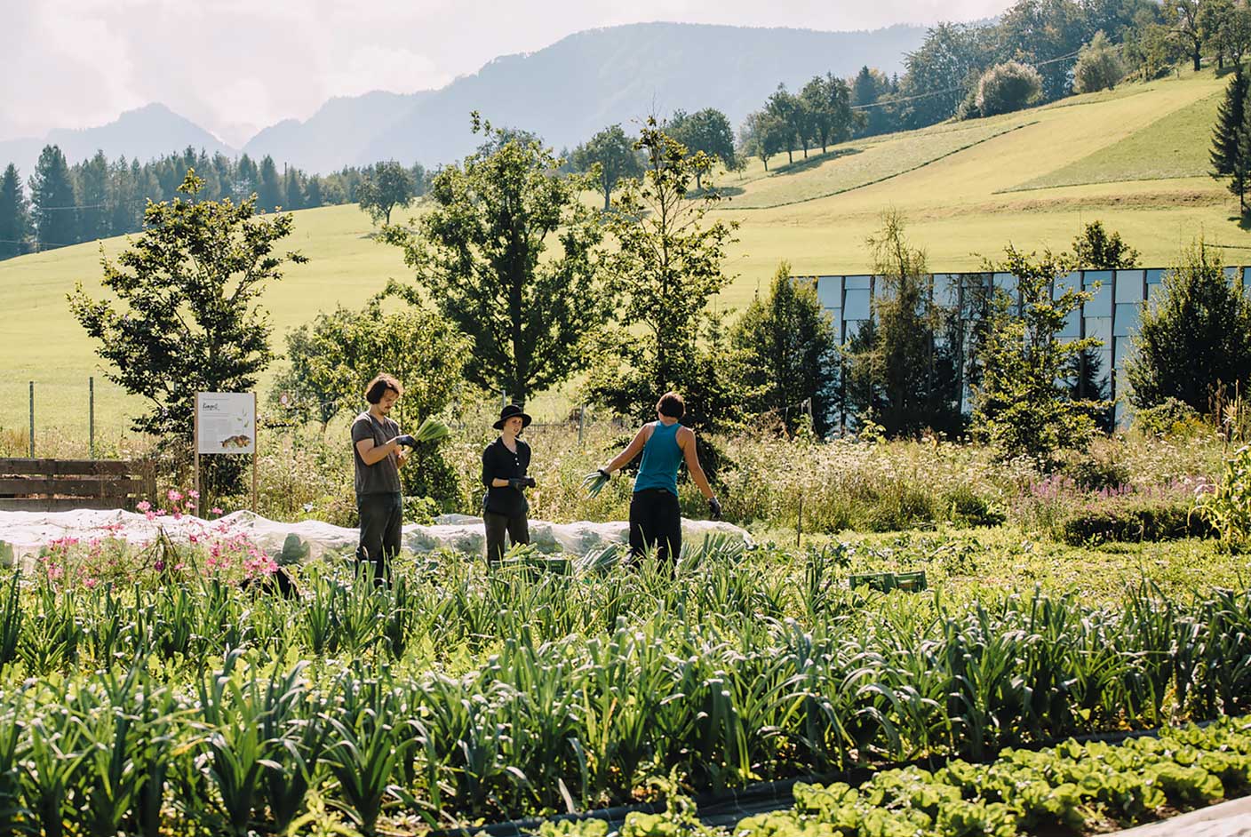 terrain Gruene Erde Welt Biologischer Gemueseanbau almgruen